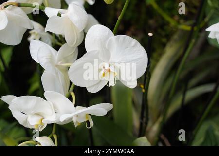 Orchidee uno dei più grandi e diversi gruppi di piante da fiore. Parco di piante tropicali UTOPIA. Israele. Foto Stock