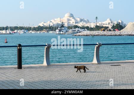 Abu Dhabi, Emirati Arabi Uniti - 4 gennaio 2024: Un gatto passeggia lungo il lungomare con il maestoso Palazzo Presidenziale sullo sfondo. Foto Stock