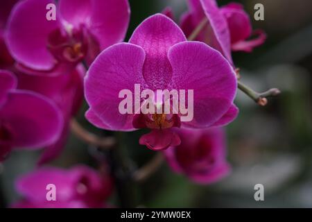 Orchidee uno dei più grandi e diversi gruppi di piante da fiore. Parco di piante tropicali UTOPIA. Israele. Foto Stock