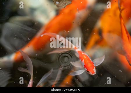 Pesce Koi in uno stagno in Indonesia Foto Stock