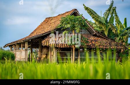 Un fienile vicino a una risaia in Indonesia Foto Stock