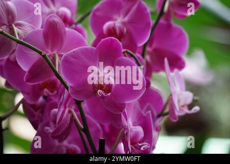 Orchidee uno dei più grandi e diversi gruppi di piante da fiore. Parco di piante tropicali UTOPIA. Israele. Foto Stock