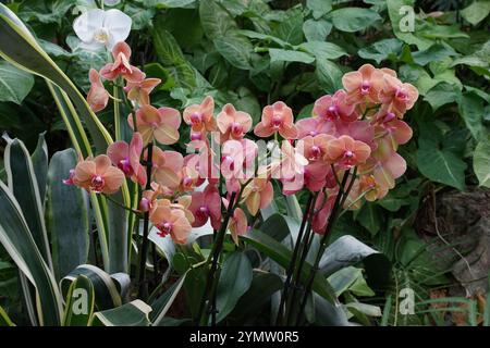 Orchidee uno dei più grandi e diversi gruppi di piante da fiore. Parco di piante tropicali UTOPIA. Israele. Foto Stock