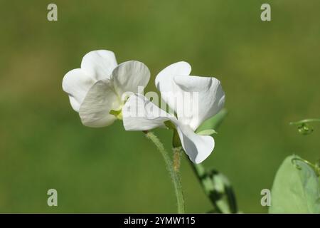 Primo piano fiori di pisello dolce bianco eterno (Lathyrus latifolius albus) della famiglia dei piselli Fabaceae. Luglio, giardino olandese Foto Stock