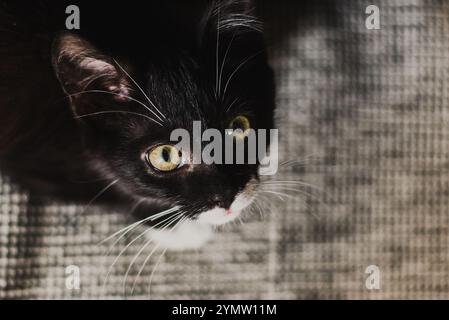 gattino nero con occhi gialli e baffi bianchi guarda verso la fotocamera. Sullo sfondo è presente uno sfondo a scacchi grigio. Foto Stock