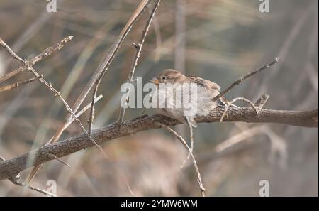 Primo piano di un minuscolo passero soffice che poggia su un ramoscello, color beige, dall'atmosfera morbida Foto Stock
