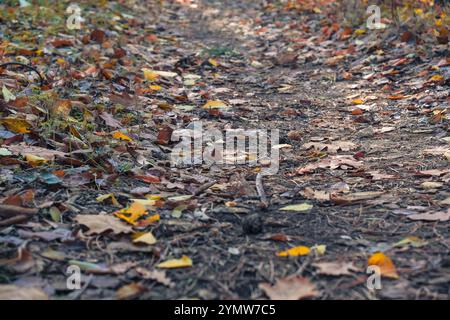 Un sentiero tranquillo con un tappeto vibrante di foglie autunnali mostra la natura, la bellezza mozzafiato in autunno, invitando l'esplorazione e l'apprezzamento per il cambiamento delle stagioni e lo splendore della vita all'aria aperta Foto Stock