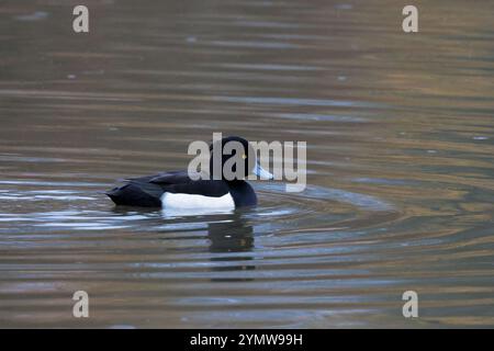 Anatra tufted maschio uccello paludoso Aythya fuligula, nera con fianchi bianchi piumaggio inizio inverno occhi gialli Punta nera becco blu grigio cresta tufted Foto Stock