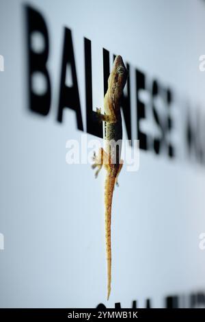 Gecko Lizard balinese seduto su una pubblicità al neon illuminata a Kuta Beach, Bali Foto Stock