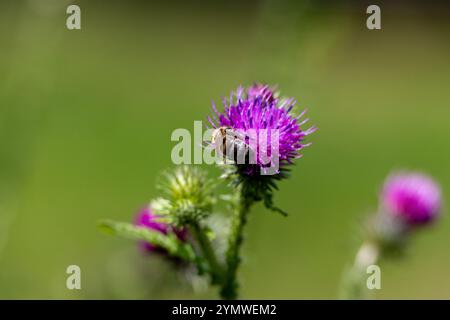 Un'ape è seduta su un fiore viola Foto Stock