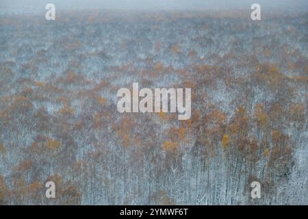 Foresta autunnale ricoperta di neve con foglie arancioni e marroni, vista dall'alto con il clima nebbioso. Vista aerea per design e stampa. Foto Stock