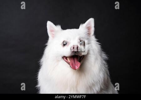 Primo piano ritratto in studio di un cane tedesco bianco spitz pomerania seduto e guardando la fotocamera Foto Stock