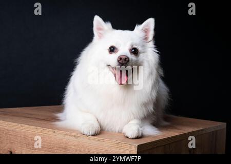 Primo piano ritratto in studio di un cane tedesco bianco spitz pomerania sdraiato e che guarda la fotocamera Foto Stock