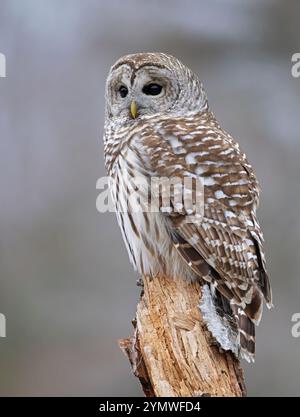 Gufo barrato (Strix varia). Febbraio nell'Acadia National Park, Maine, Stati Uniti. Foto Stock