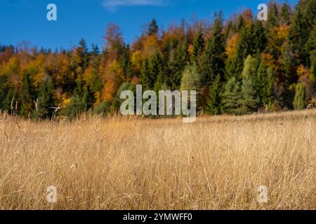 Tramonto su un prato autunnale sul monte Golija in Serbia Foto Stock