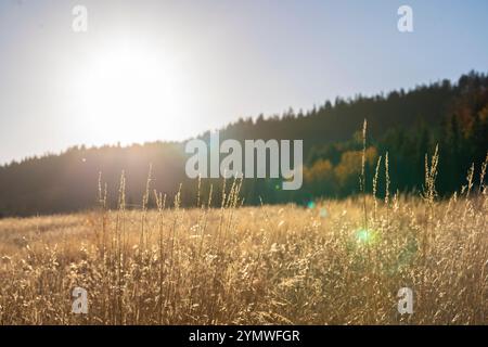 Tramonto su un prato autunnale sul monte Golija in Serbia Foto Stock