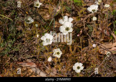 Piante carnivore: Gruppo di D. cistiflora in fiore bianco in habitat naturale Foto Stock