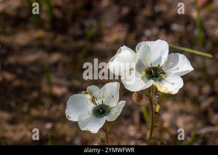 Due fiori bianchi di Drosera cistiflora presi in habitat naturale, vista frontale, imitamento Foto Stock
