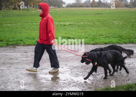 Londra, Regno Unito. 23 novembre 2024 Una donna che cammina con i cani a Wimbledon Common, a sud-ovest di Londra in condizioni di pioggia e vento, mentre Storm Bert arriva nel Regno Unito. L'ufficio MET ha attivato avvisi meteo per vento, pioggia e neve in tutto il Regno Unito con 16 avvisi di inondazione e raffiche di vento fino a 70 km/h di credito . Amer Ghazzal/Alamy Live News Foto Stock