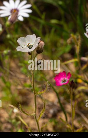 Drosera cistiflora in fiore bianca Foto Stock