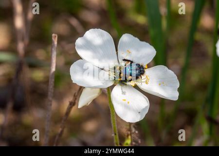 Blue Monkey Beetle pollinatig un fiore bianco di Drosera cistiflora, una pianta carnivora del Capo occidentale del Sud Africa Foto Stock