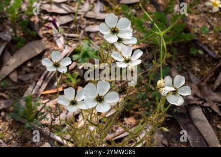 Piante carnivore: Gruppo di D. cistiflora in fiore bianco in habitat naturale Foto Stock
