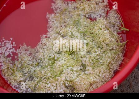 Sambuco in un contenitore di plastica per preparare il succo Foto Stock