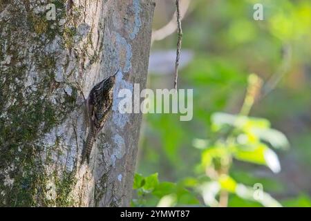 Treecreeper dalla coda di un bar o crepuscolo dell'Himalaya (Certhia himalayana) che si dirige su un tronco di un albero, zona Nainital, Uttarakhand, India. Foto Stock