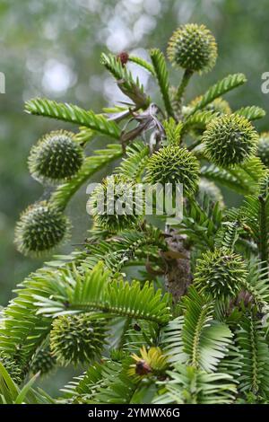 Coni femminili di Wollemi Pine nativo australiano, famiglia Araucariaceae. La Wollemia nobilis è un'antica conifera endemica dell'Australia. Foto Stock