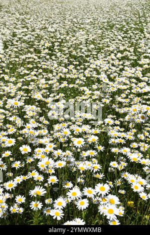 Un campo di margherite in fiore, Sainte-Apolline, Québec, Canada Foto Stock