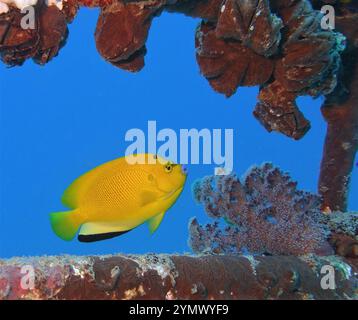 Pesci angelo, esplorazione di acque profonde 2025. Pterophyllum è un piccolo genere di pesci d'acqua dolce della famiglia dei Ciclidi noto alla maggior parte degli acquaristi come pesci angelo Foto Stock