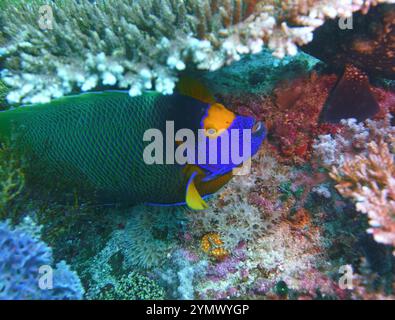 Pesci angelo, esplorazione di acque profonde 2025. Pterophyllum è un piccolo genere di pesci d'acqua dolce della famiglia dei Ciclidi noto alla maggior parte degli acquaristi come pesci angelo Foto Stock