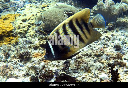 Pesci angelo, esplorazione di acque profonde 2025. Pterophyllum è un piccolo genere di pesci d'acqua dolce della famiglia dei Ciclidi noto alla maggior parte degli acquaristi come pesci angelo Foto Stock