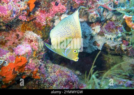 Pesci angelo, esplorazione di acque profonde 2025. Pterophyllum è un piccolo genere di pesci d'acqua dolce della famiglia dei Ciclidi noto alla maggior parte degli acquaristi come pesci angelo Foto Stock