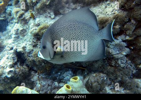 Pesci angelo, esplorazione di acque profonde 2025. Pterophyllum è un piccolo genere di pesci d'acqua dolce della famiglia dei Ciclidi noto alla maggior parte degli acquaristi come pesci angelo Foto Stock