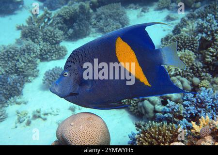 Pesci angelo, esplorazione di acque profonde 2025. Pterophyllum è un piccolo genere di pesci d'acqua dolce della famiglia dei Ciclidi noto alla maggior parte degli acquaristi come pesci angelo Foto Stock