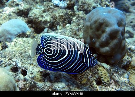 Pesci angelo, esplorazione di acque profonde 2025. Pterophyllum è un piccolo genere di pesci d'acqua dolce della famiglia dei Ciclidi noto alla maggior parte degli acquaristi come pesci angelo Foto Stock