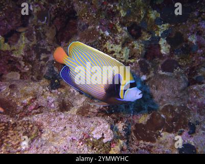 Pesci angelo, esplorazione di acque profonde 2025. Pterophyllum è un piccolo genere di pesci d'acqua dolce della famiglia dei Ciclidi noto alla maggior parte degli acquaristi come pesci angelo Foto Stock