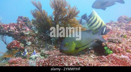 Pesci angelo, esplorazione di acque profonde 2025. Pterophyllum è un piccolo genere di pesci d'acqua dolce della famiglia dei Ciclidi noto alla maggior parte degli acquaristi come pesci angelo Foto Stock