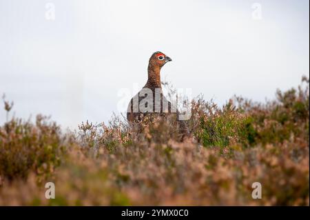 Un gabbiano rosso maschile nelle Highlands scozzesi sugli altopiani dell'Erica Foto Stock