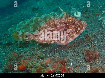 Filefish, Deep Sea Exploration 2025. I pesci figlioli sono una famiglia diversificata di pesci marini tetraodontiformi da tropicali a subtropicali, noti anche come Foto Stock