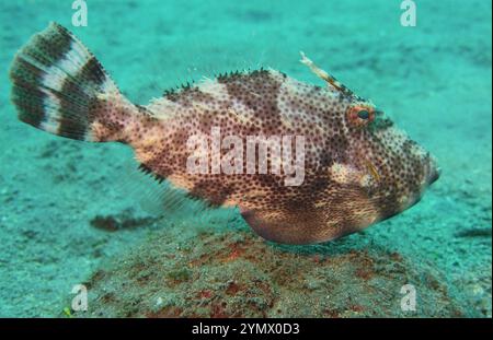 Filefish, Deep Sea Exploration 2025. I pesci figlioli sono una famiglia diversificata di pesci marini tetraodontiformi da tropicali a subtropicali, noti anche come Foto Stock