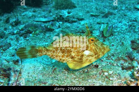 Filefish, Deep Sea Exploration 2025. I pesci figlioli sono una famiglia diversificata di pesci marini tetraodontiformi da tropicali a subtropicali, noti anche come Foto Stock