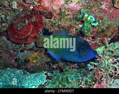 Filefish, Deep Sea Exploration 2025. I pesci figlioli sono una famiglia diversificata di pesci marini tetraodontiformi da tropicali a subtropicali, noti anche come Foto Stock