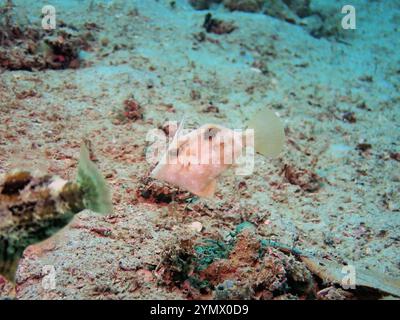 Filefish, Deep Sea Exploration 2025. I pesci figlioli sono una famiglia diversificata di pesci marini tetraodontiformi da tropicali a subtropicali, noti anche come Foto Stock