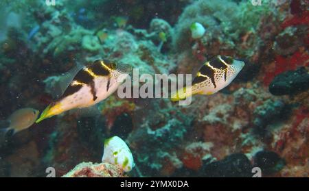 Filefish, Deep Sea Exploration 2025. I pesci figlioli sono una famiglia diversificata di pesci marini tetraodontiformi da tropicali a subtropicali, noti anche come Foto Stock