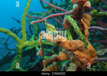 Filefish, Deep Sea Exploration 2025. I pesci figlioli sono una famiglia diversificata di pesci marini tetraodontiformi da tropicali a subtropicali, noti anche come Foto Stock
