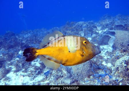 Filefish, Deep Sea Exploration 2025. I pesci figlioli sono una famiglia diversificata di pesci marini tetraodontiformi da tropicali a subtropicali, noti anche come Foto Stock