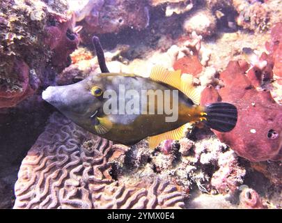 Filefish, Deep Sea Exploration 2025. I pesci figlioli sono una famiglia diversificata di pesci marini tetraodontiformi da tropicali a subtropicali, noti anche come Foto Stock