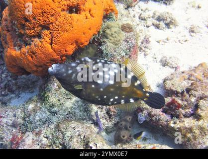 Filefish, Deep Sea Exploration 2025. I pesci figlioli sono una famiglia diversificata di pesci marini tetraodontiformi da tropicali a subtropicali, noti anche come Foto Stock